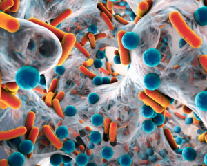 bacteria